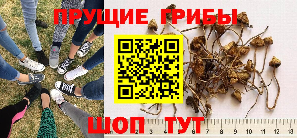 Псилоцибиновые грибы мицелий Ялуторовск